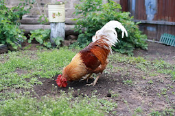 Berternak Ayam Kampung di Desa Cukup Mudah dan Menguntungkan 