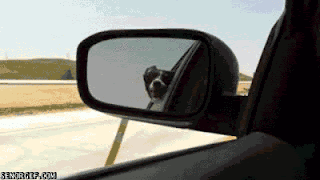 dog with its head out of a car window picture
