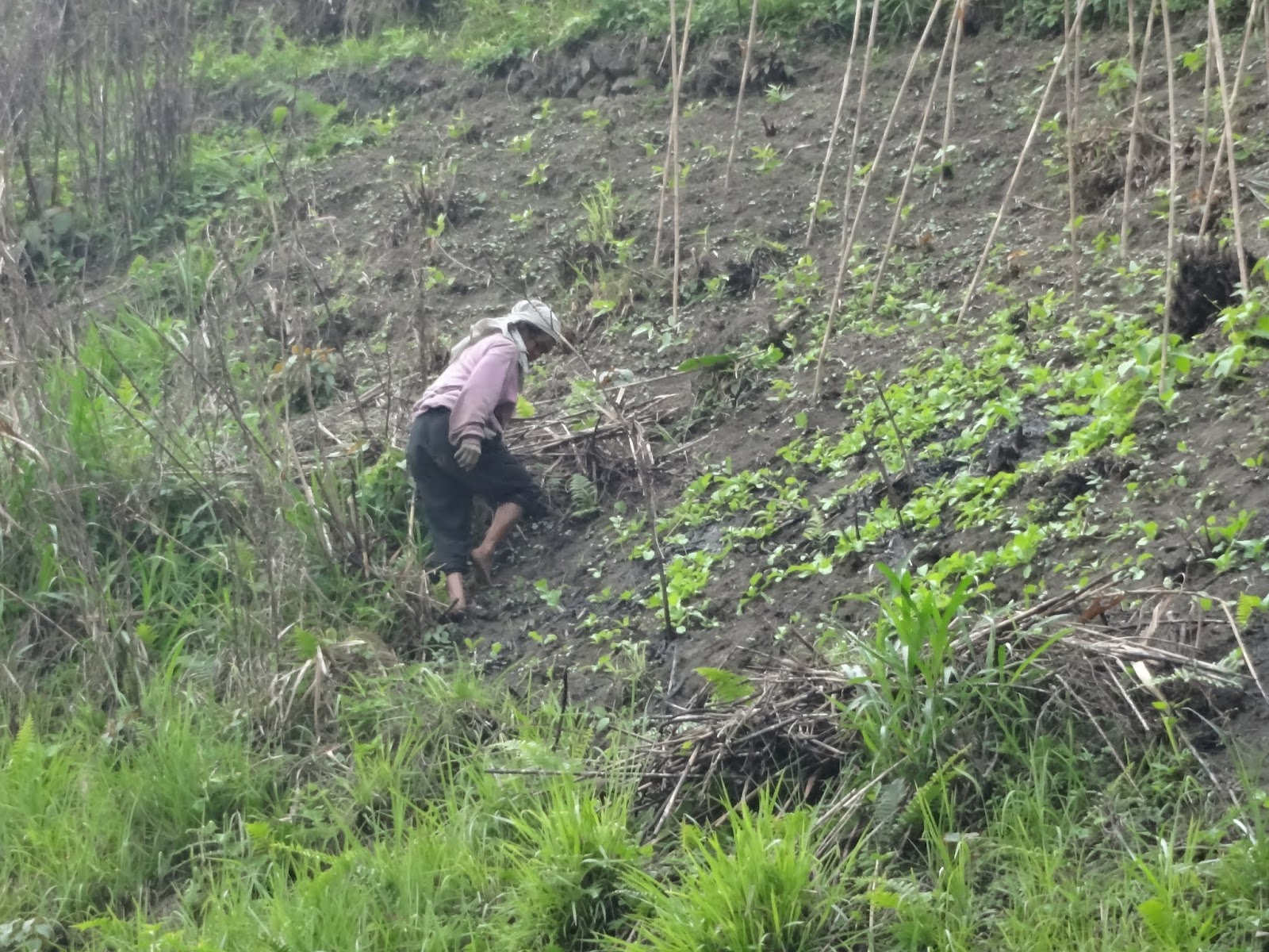 Developments in rural areas across the world: Agriculture in the jungle