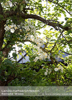 Ramblerrosen für den Garten - herrlich duftende Blüten im Juni