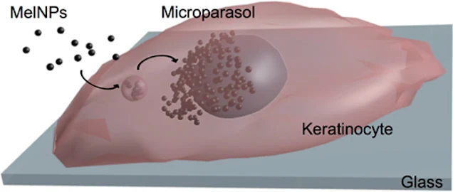 Desarrollan melanina artificial que puede ayudar a combatir el vitiligo o el albinismo