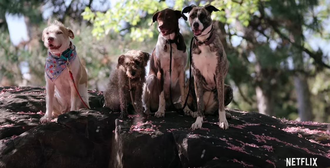 Netflix's Dogs Full Season Review