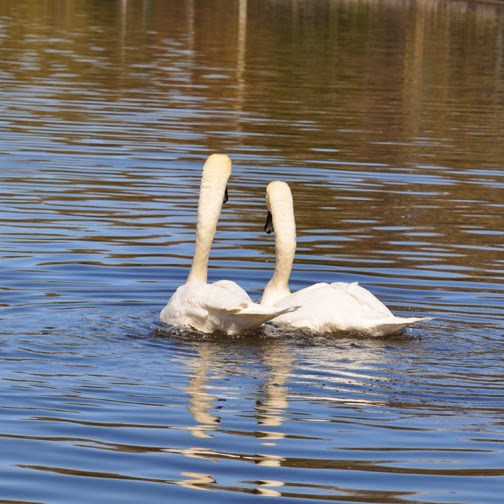 British Birds Mute Swans Mating Ritual