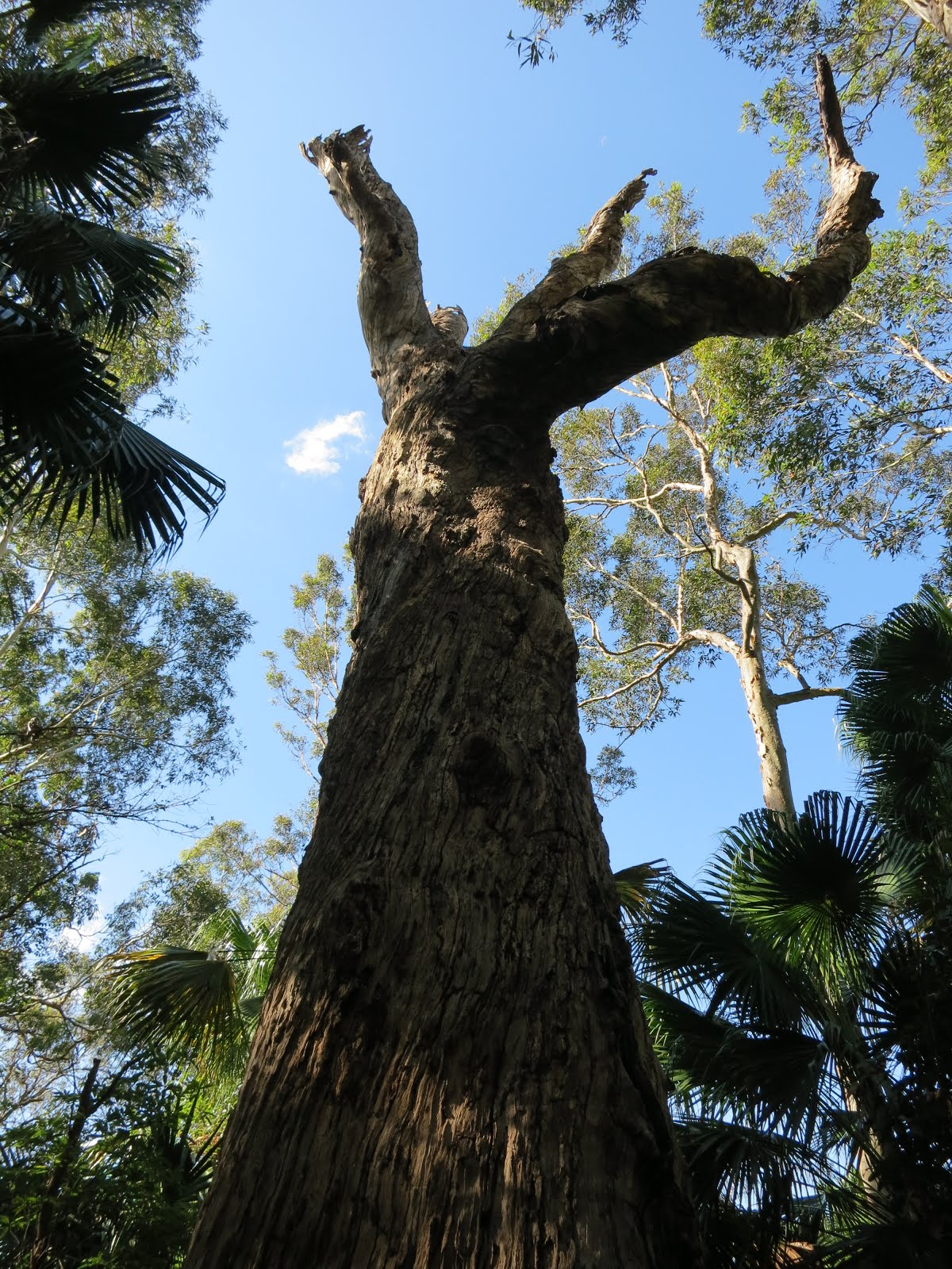 Sydney Australia Biggest tree in Sydney