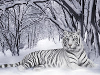 White Tiger Wallpapers