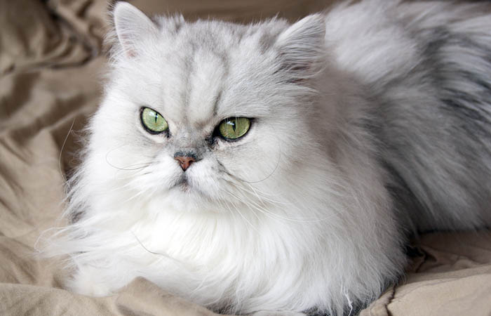 gato