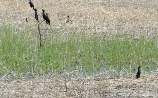 Warrior policy burst Cum se distruge rezervaţia ornitologică Ciuperceni-Desa, considerată unul  dintre colţurile de rai ale României