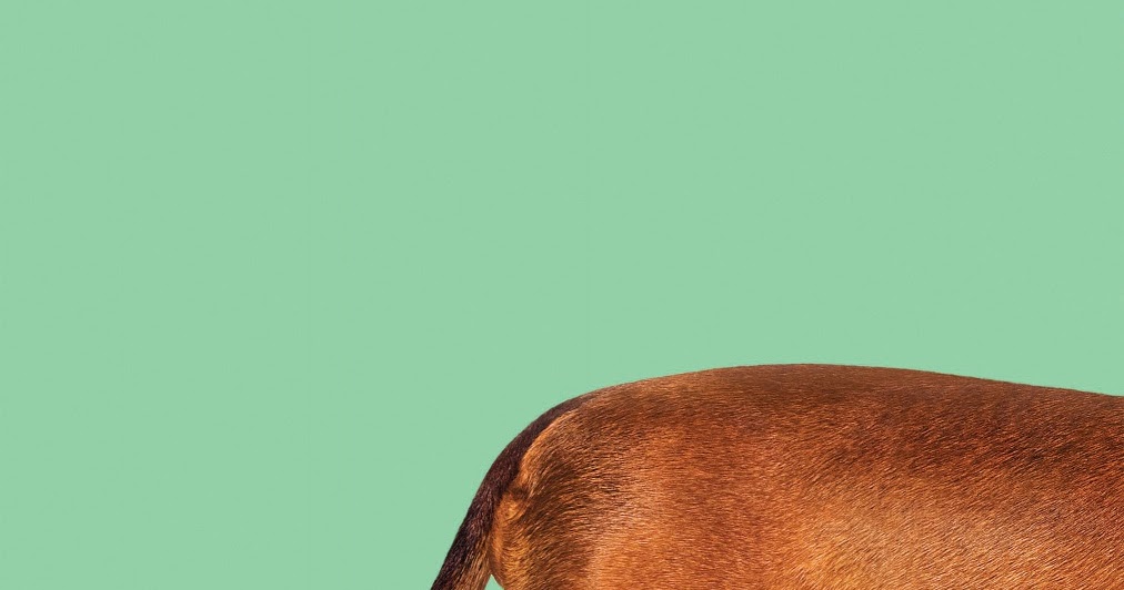 Movie Review: "Wiener-Dog" (2016) | Lolo Loves Films