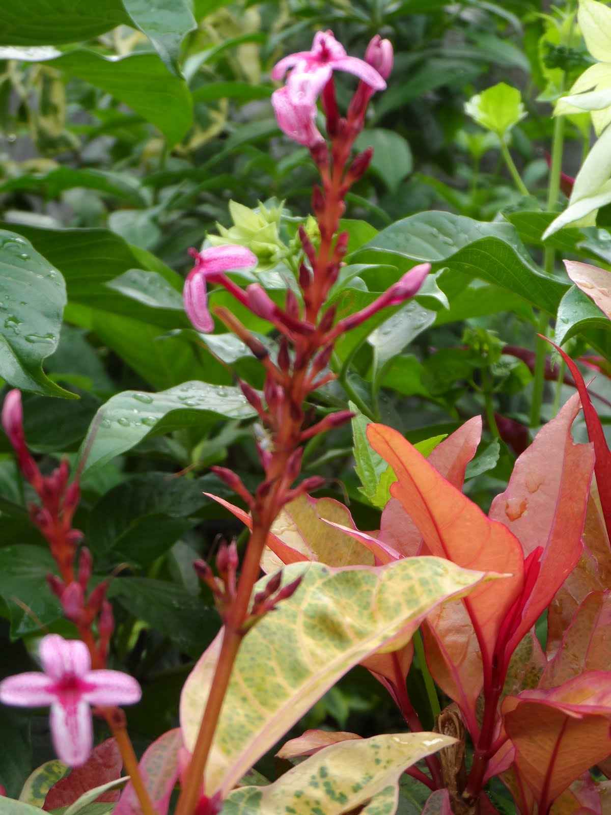 Photography with Dr. Ernie. Flowering crotons