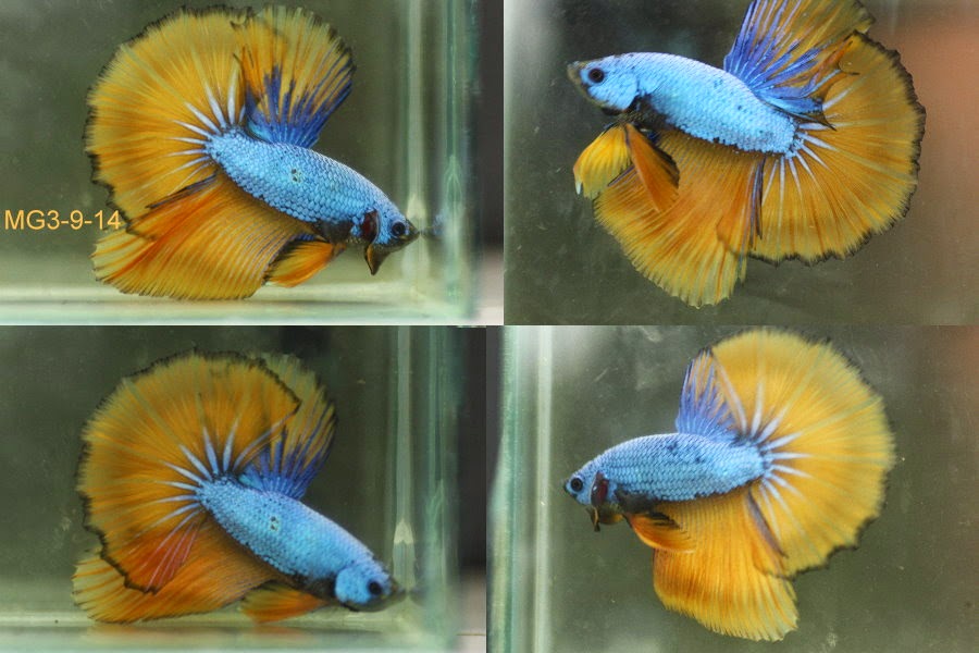 Bettazone Betta of the week ; Mustard gas dragon Hms