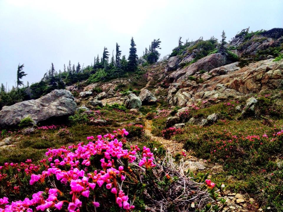 Wild Seads Flower Ridge