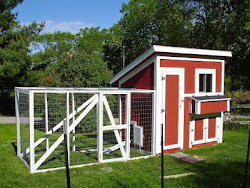 chicken chickens raising backyard guide housing