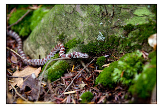 Image of a Milksnake