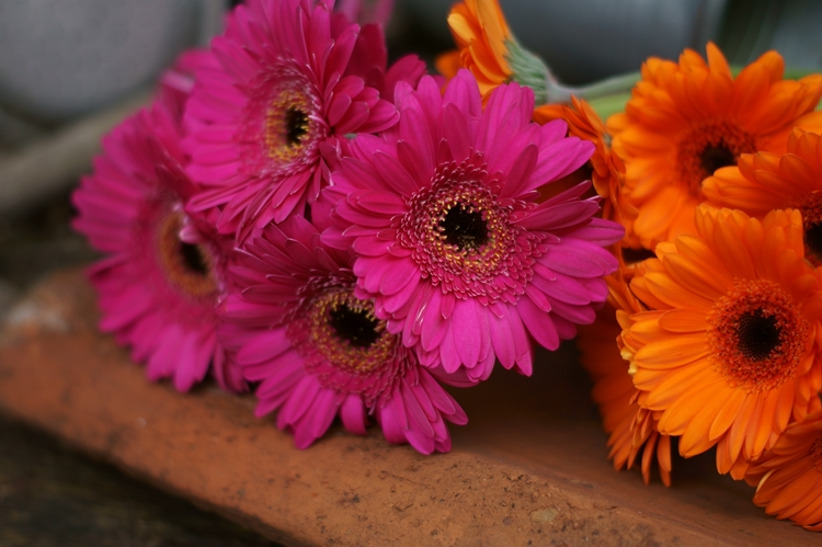 Bunte Gerbera auf einem Dachziegel  { by it's me! }