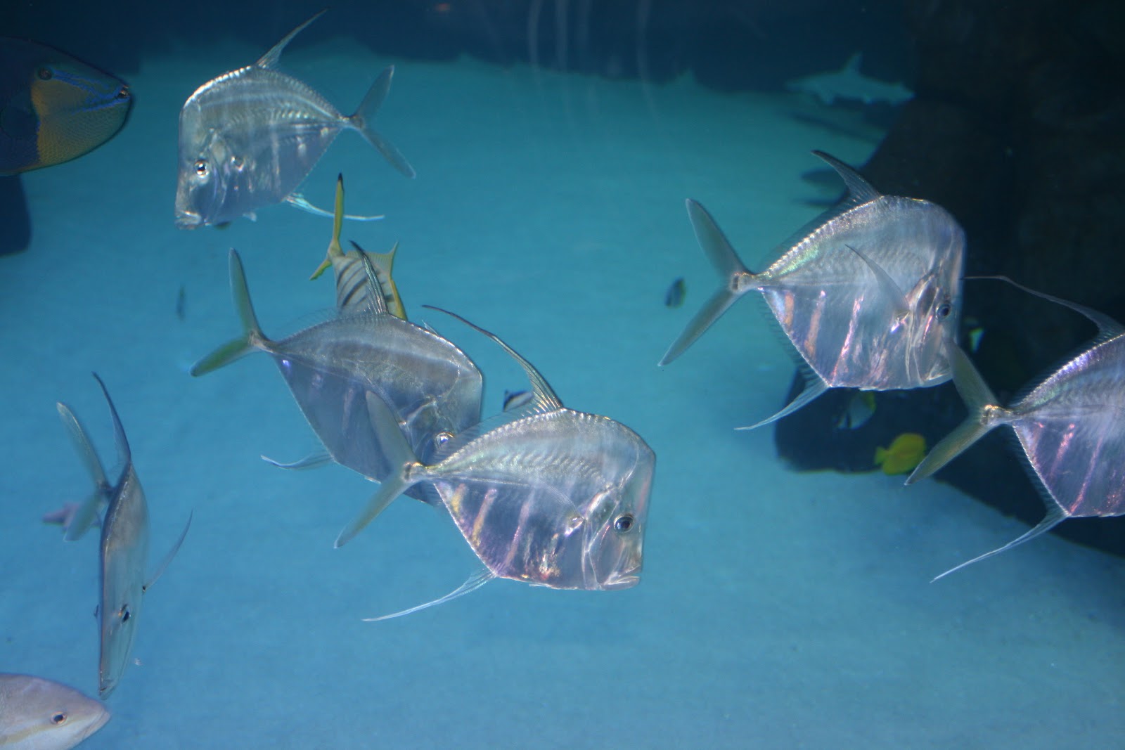 My Boise Life Idaho Aquarium