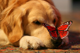 Lil' Dog Whisperer: Cute Dog Photos That I Love