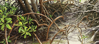 "In the Mangroves" limited edition giclee print