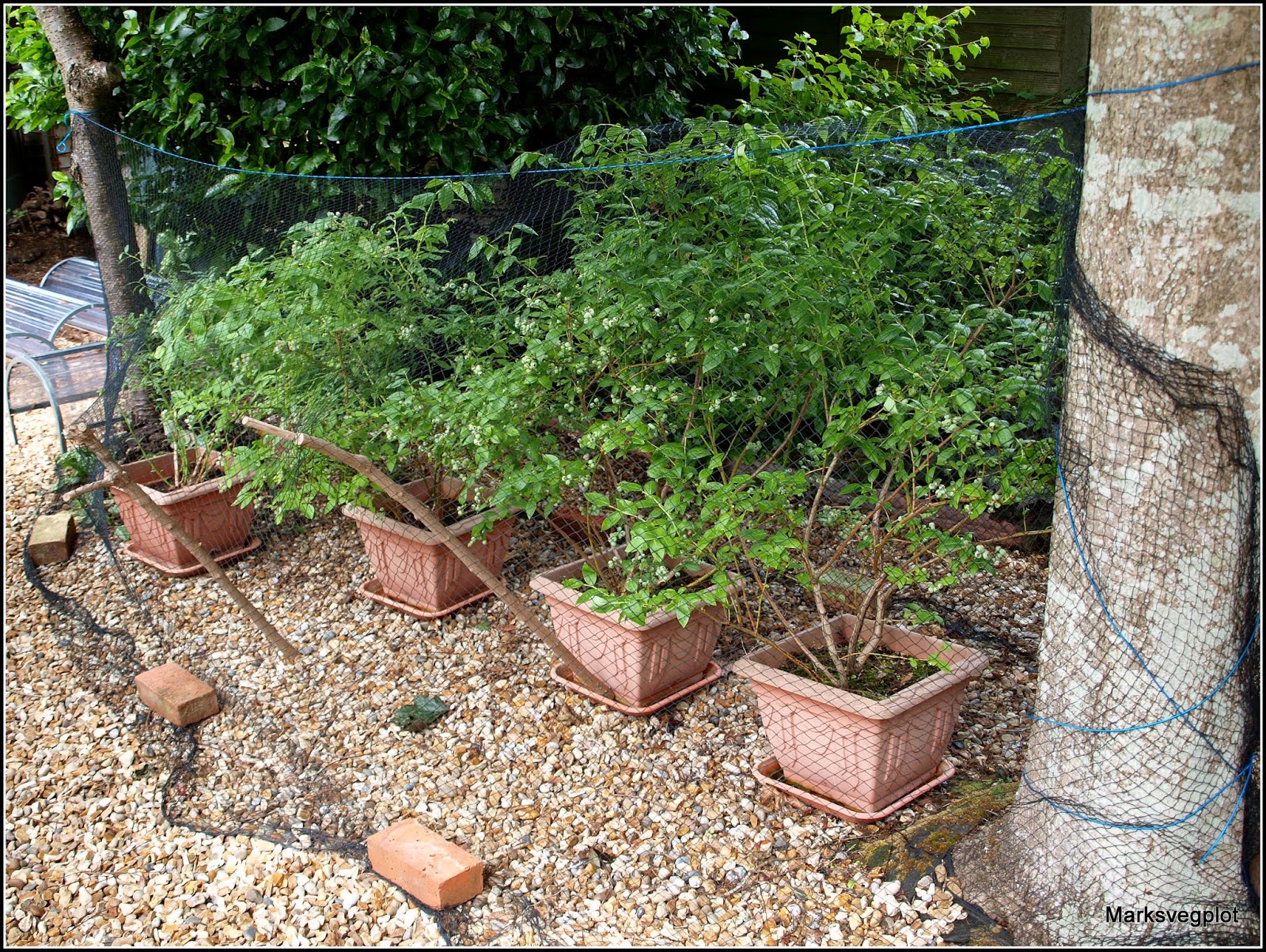 Mark&rsquo;s Veg Plot: Netting the Blueberries