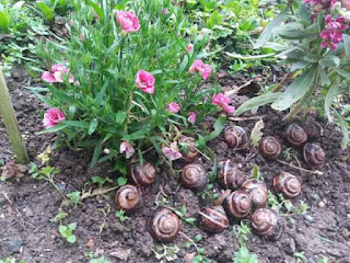 Η Συνταγή της ημέρας: Κοχλίδε (σαλιγκάρια) Γιαχνί