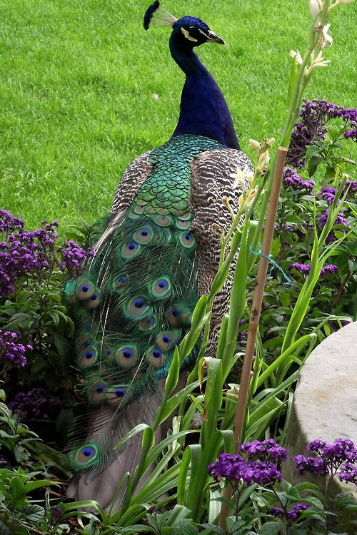Indian peafowl (Pavo cristatus) | Our World’s 10 Beautiful and Colorful Birds
