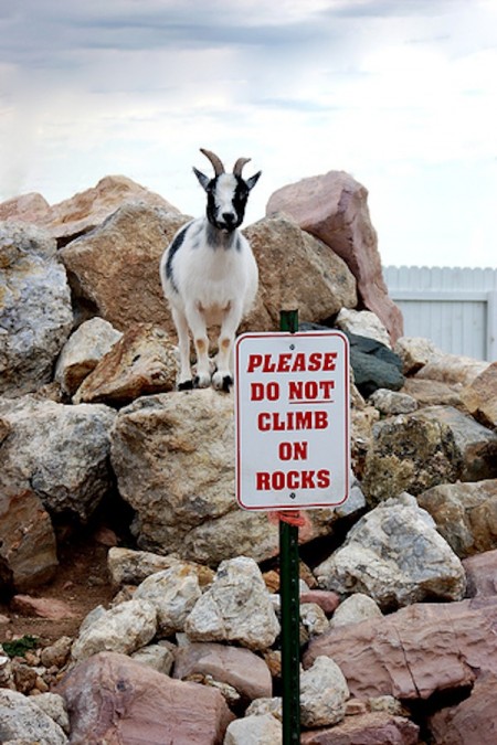  Goat  Jokes Funny  Joke Pictures 