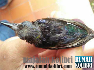 cara mengatasi kebotakan pada burung