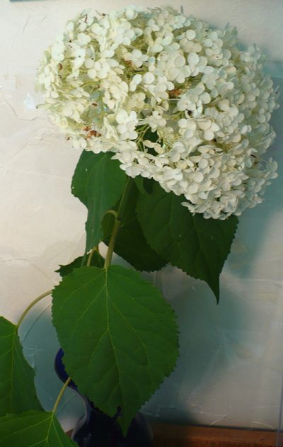 Dwarf Hydrangea Home Decorating Ideasbathroom Interior Design