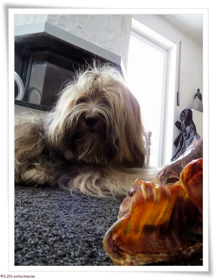 [Hundeblog] Einfach Socke Der Härtetest…