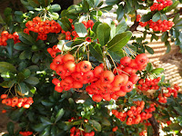 Espino de fuego (Pyracantha coccinea)