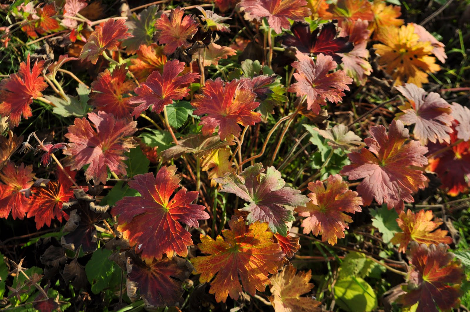 Staudengarten Gross Potrems Geranium
