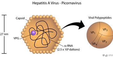 Hepatitis A Virus Properties Transmission Pathogenesis Sign And Symptoms Lab Diagnosis Treatment Prevention And Control Of Hepatitis A Virus Infection