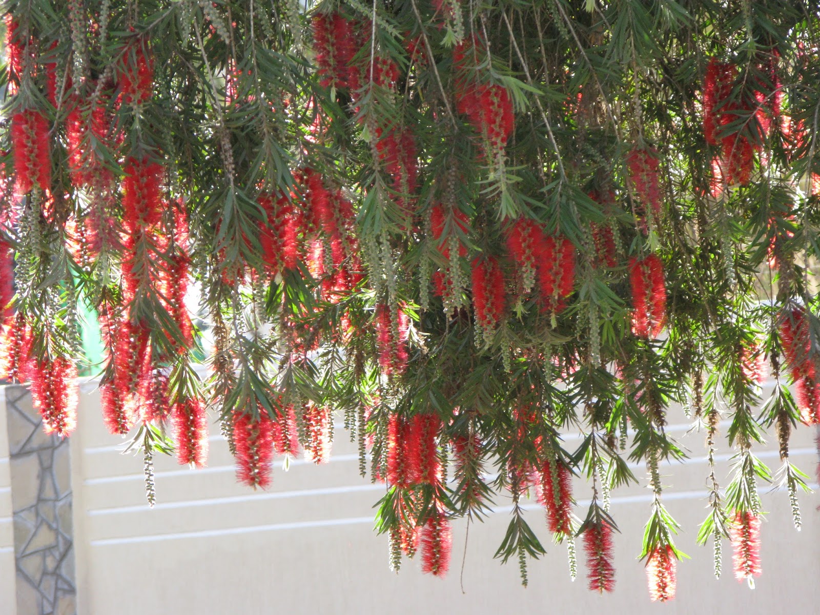 Love the Bottle Brush Trees Our Mission in Kenya