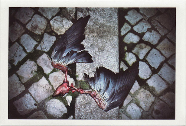 dirty photos - noah's ark fauna photo of dead bird's eaten wings