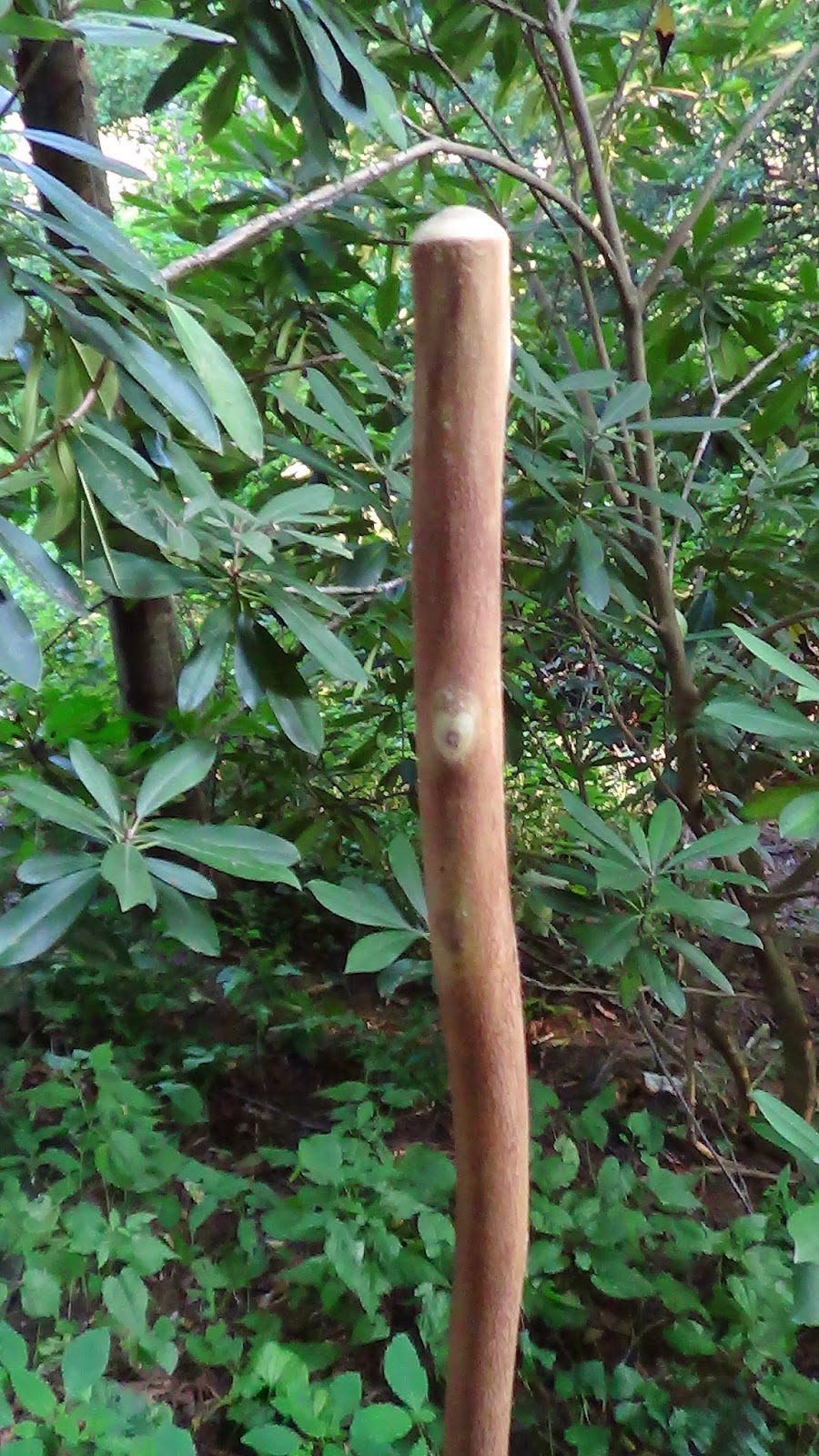 WATERFALL ROAD THE POPLAR WALKING STICK