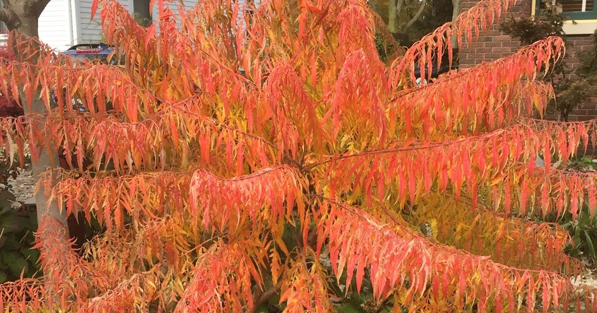 The Phytophactor Great Mid Summer Flowering Bottle Brush Buckeye