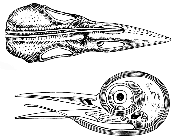 Photo Share: Woodpecker tongue close-up