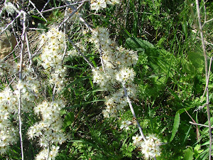 Prunus spinosa