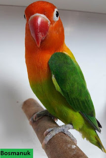 Lovebird Biola Daftar harga Burung Lovebird 2017 terbaru