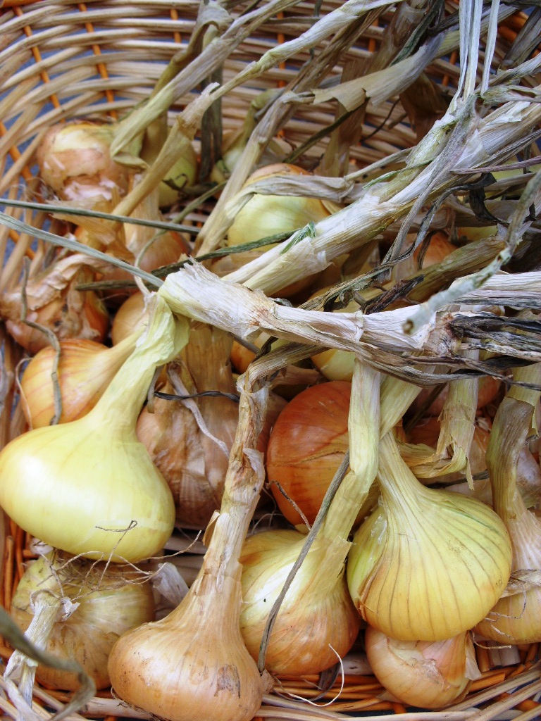 Kelli's Northern Ireland Garden Suttgarter Onions from start to finish