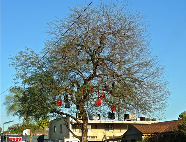 Trees Used To Make Fender Guitars Crossword prntbl