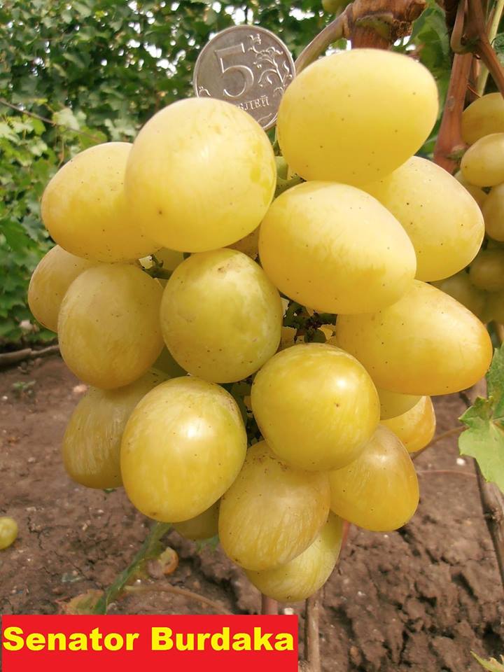 Anggur Senator Burdaka Pohon Anggur Genjah