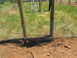 chicken fox wire coop enclosure building proof run making around entryway pretending farm entire across