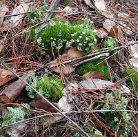 lichen growing in moss