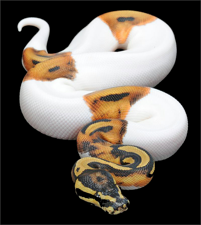 Jolene: Python regius