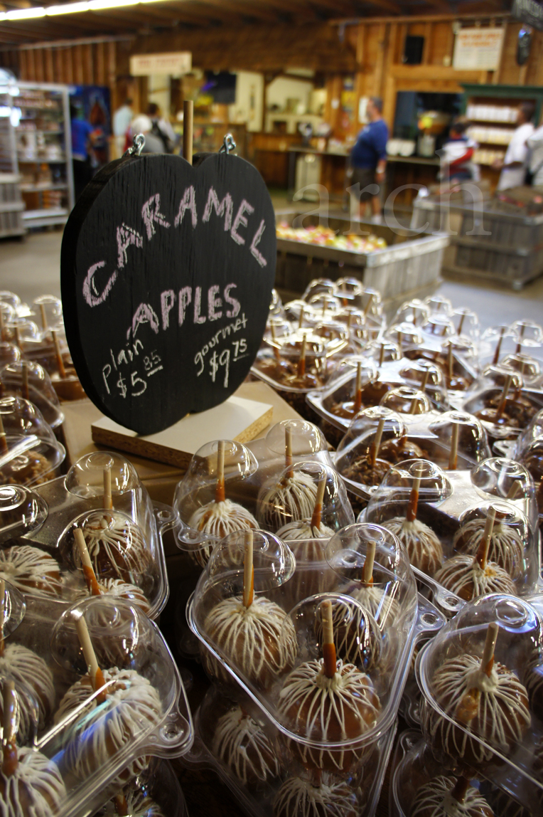 Rang The Colours of Life. Apple picking. Grape stomping.