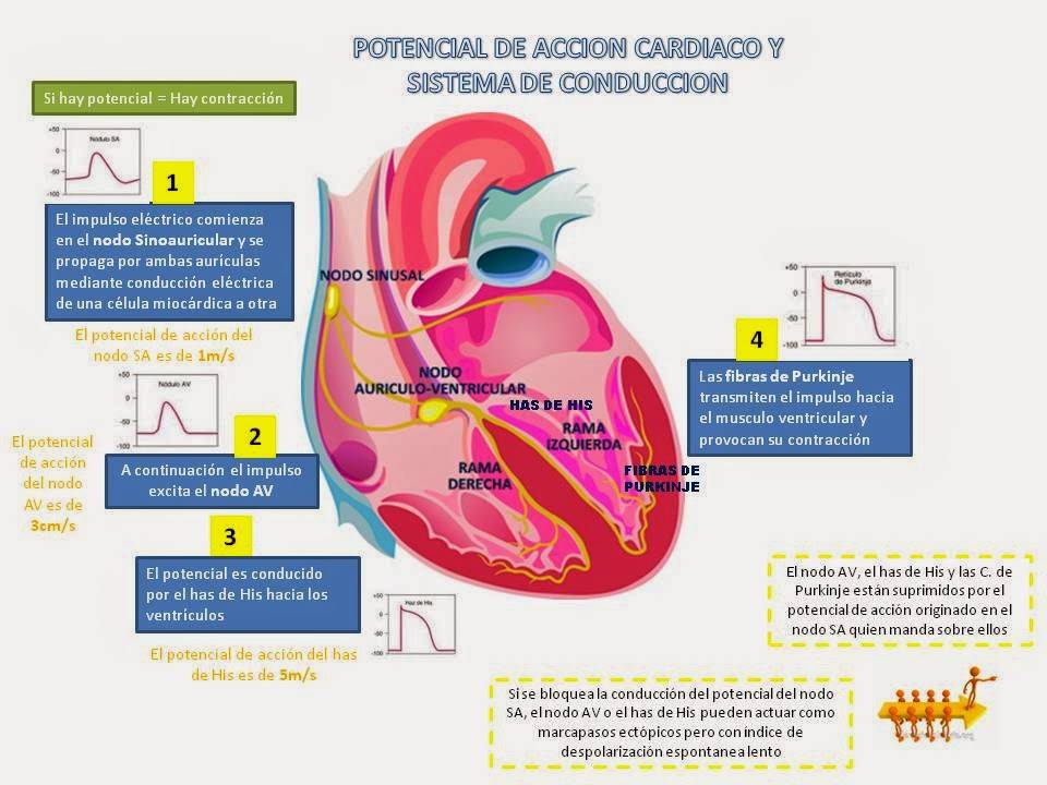 BLOG DE FISIOLOGIA SUSAN KARELY LOPEZ OROPEZA: MAPA CONCEPTUAL DE ...