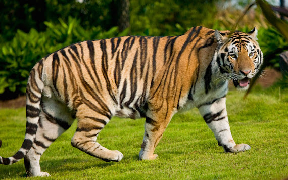 Wallpaper Gambar Harimau Berukuran Besar Foto Terbaru Wallpapaper Keren Tiger