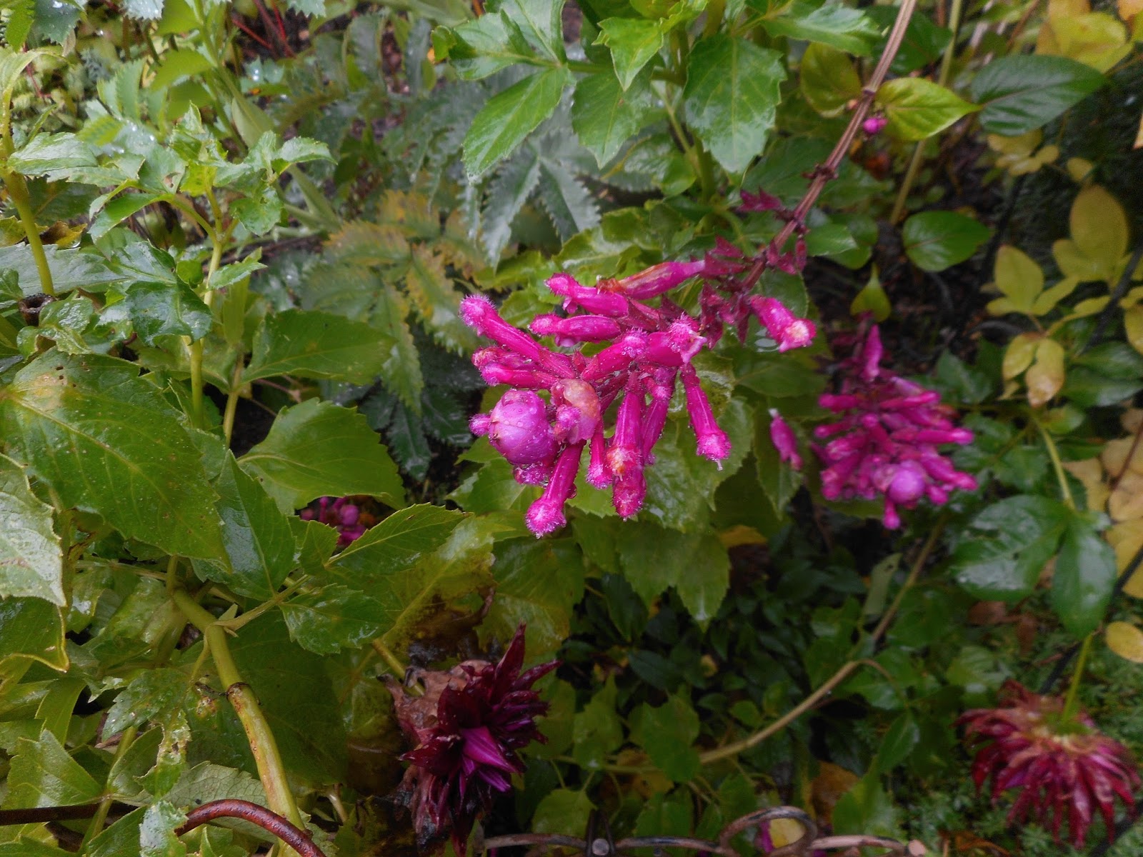 Ker Asie Un Jardin Du Morbihan