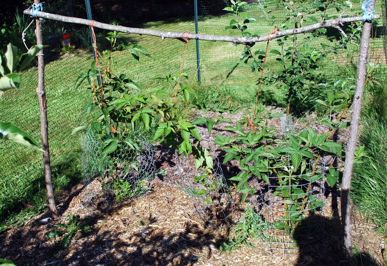 Daniel's Pacific NW Garden Blackberry Update. 6.29.17