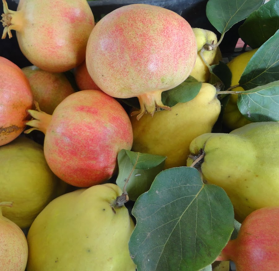 COSECHA DE GRANADAS Y MEMBRILLOS